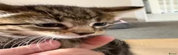 Mixed Breed cats for sale: 2 gorgeous tabby boys in Chorley - Advert 9
