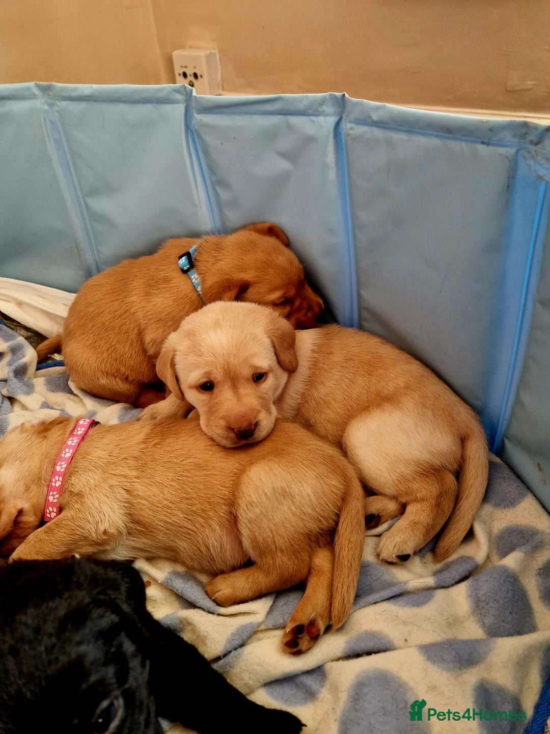 Labrador Retriever dogs for sale: G corkill - Advert 4