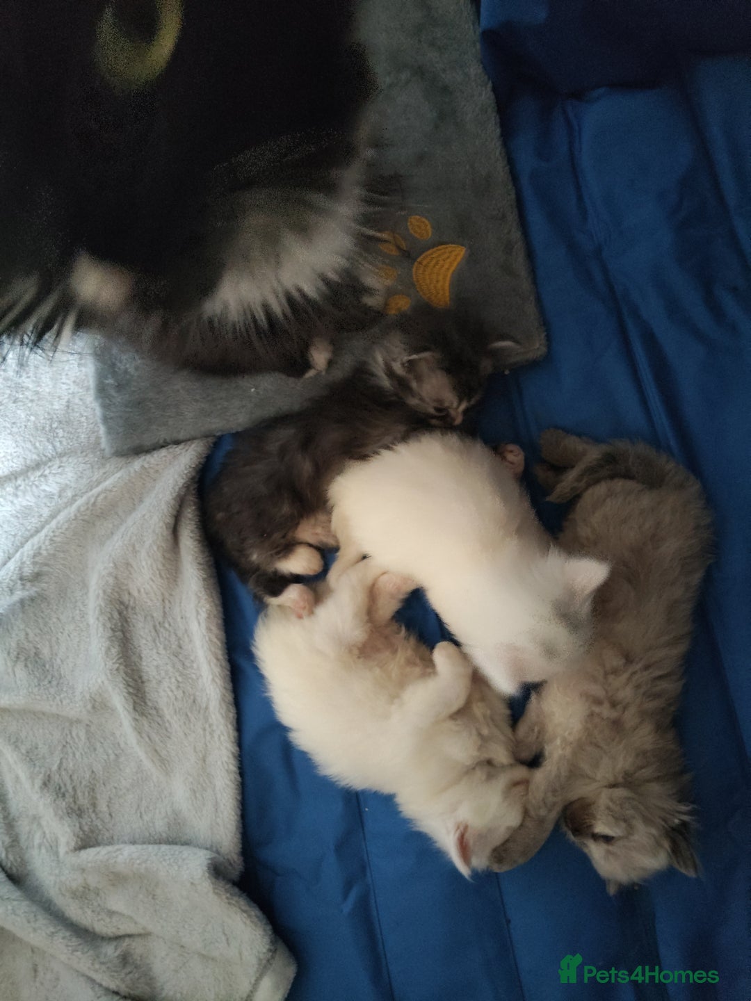 Maine Coon cats for sale: Main coon x Ragdoll - Image 6