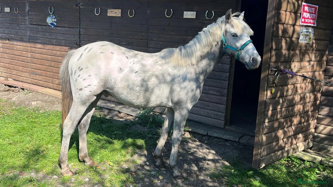 Appaloosa horses for sale: Cosmic Minstrel Gorgeous Gelding Rising 2 May 2026 - Advert 2