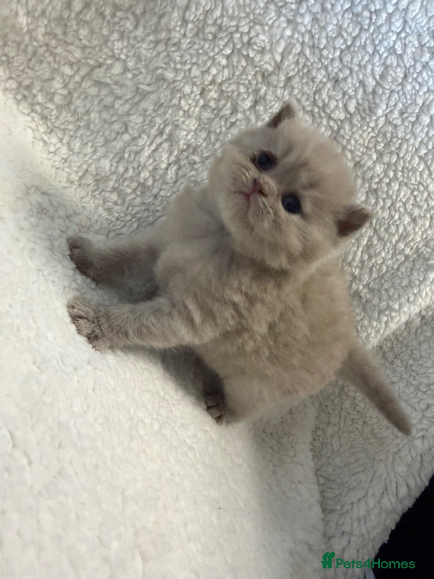 British Longhair cats for sale: BEAUTIFUL BRITISH SHORT HAIRED BABIES FOR SALE - Advert 1