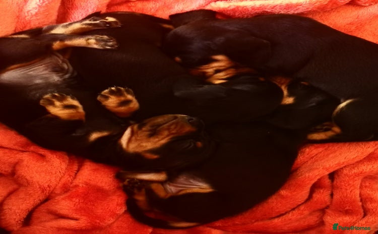 Dachshund dogs - Advert 16