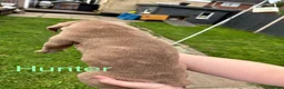 Mixed Breed dogs for sale: Stafford bull terrier cross lurcher in Chesterfield - Advert 34