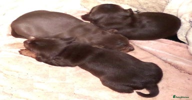 Jack Russell dogs Beautiful Muchwenlock Jack Russell puppies 🐾 - Advert 1