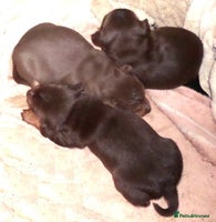 Jack Russell dogs Beautiful Muchwenlock Jack Russell puppies 🐾 - Advert 10