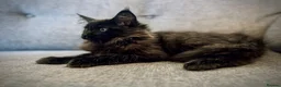 Maine Coon cats for sale: Purebred Maine Coon Kittens.Blue,Black Smoke,Tabby - Advert 22