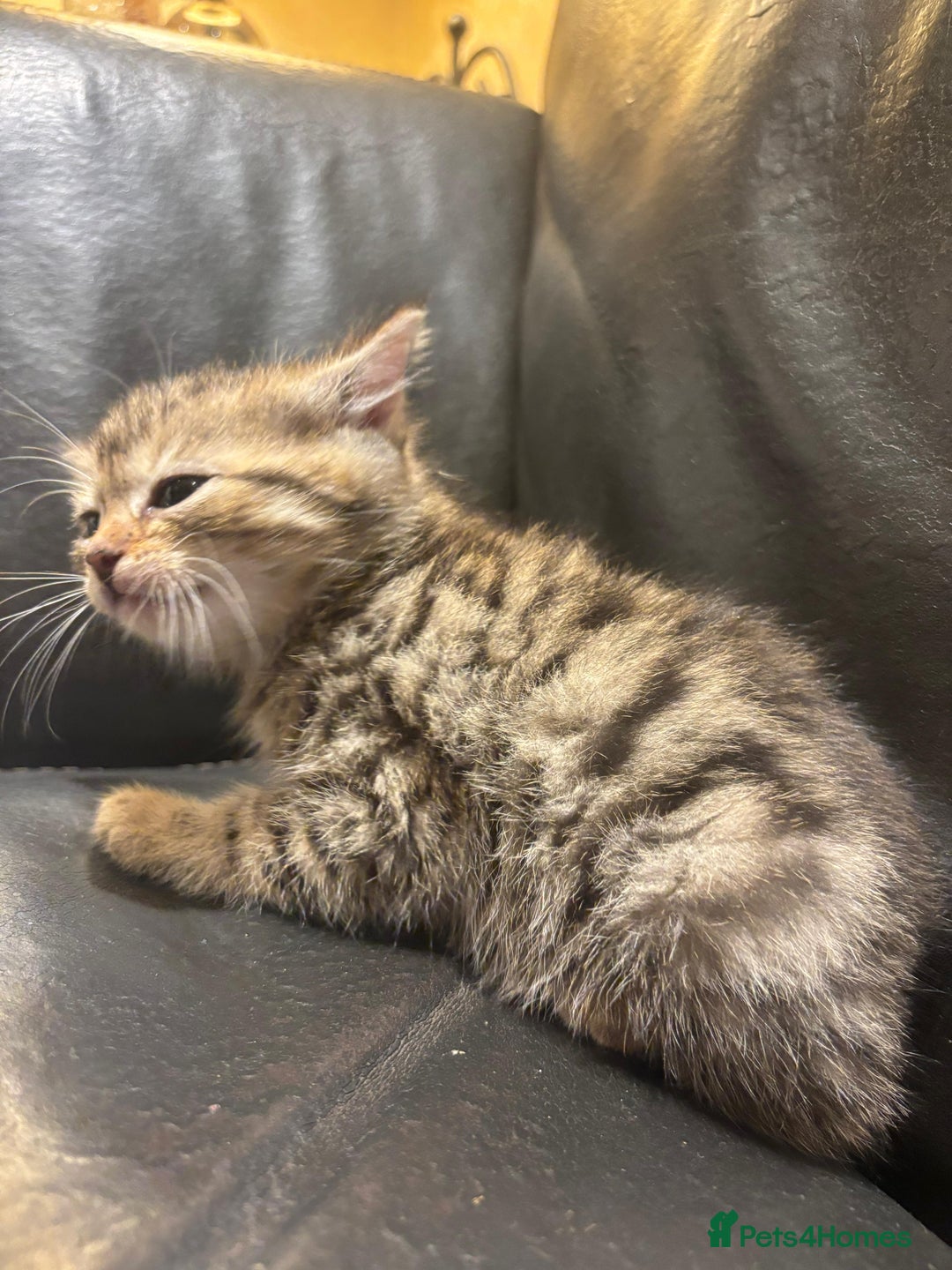 Mixed Breed cats for sale: 4 Persian chinchilla mix breed kittens  - Image 7