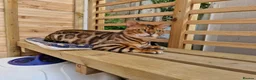 Bengal cats for sale: Pure bengal kittens  - Advert 21