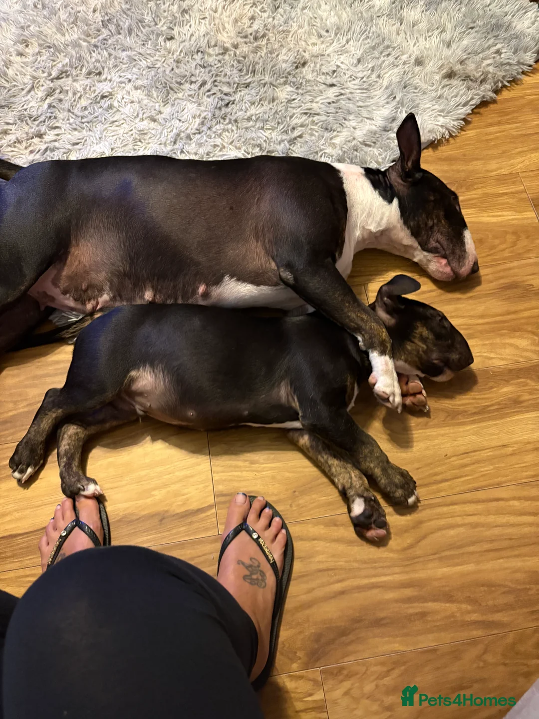 English Bull Terrier dogs for sale: English bull terrier 7 months old - Advert 4