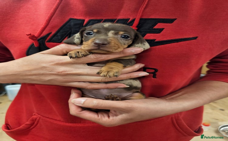 Miniature Dachshund dogs - Advert 3