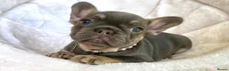 French Bulldog dogs for sale: 2 LEFT!! TOP QUALITY FRENCH BULLDOG PUPPIES - Advert 11