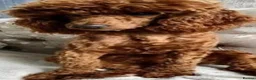 Cockapoo dogs for sale: Health Tested Fox Red Cockapoos - Advert 10