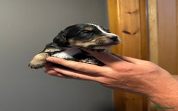 Cocker Spaniel dogs for sale: Kennel Club reg’d Cocker Puppies - Image 6