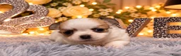 Chihuahua dogs for sale: Exclusive KC reg long coat Chihuahua boys  - Advert 4