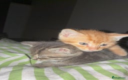 Mixed Breed cats for sale: Only gingers left!  - Image 3