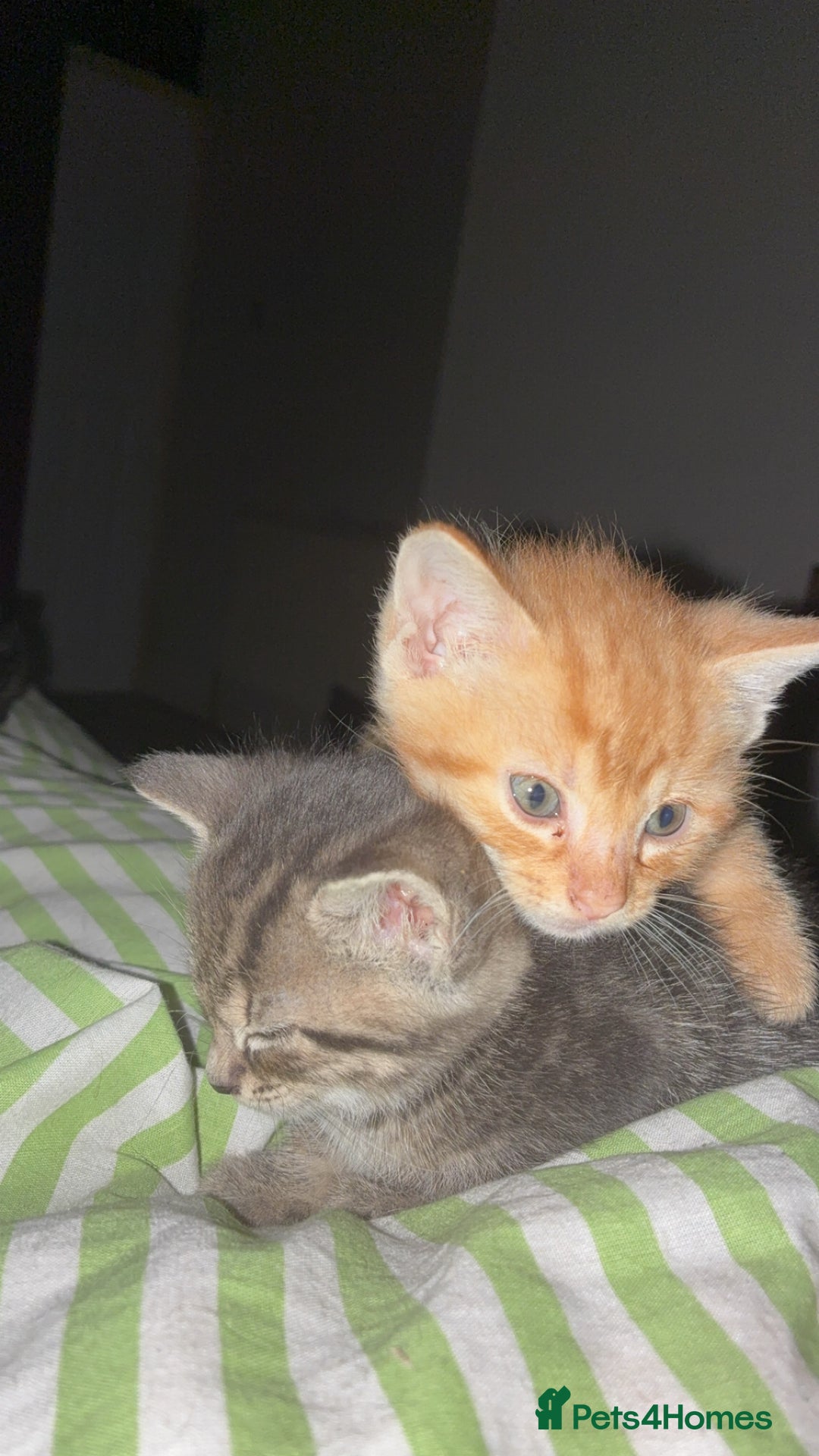 Mixed Breed cats for sale: Only gingers left!  - Image 3