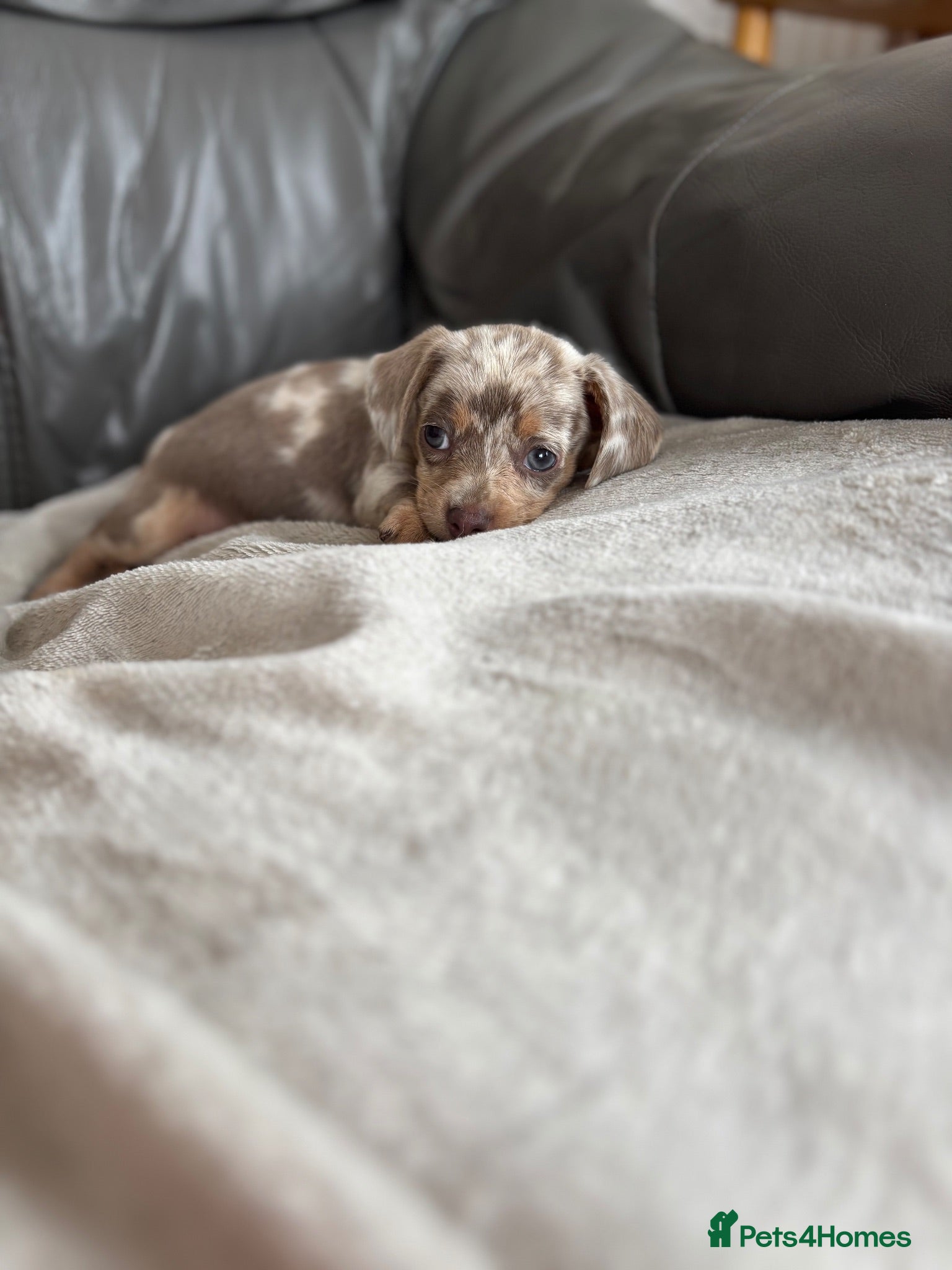 Chiweenie dogs Beautiful Chiweenie Puppies!! - Advert 1