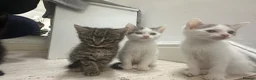 Mixed Breed cats for sale: Cute kittens - Advert 4