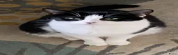 Domestic Shorthair cats for sale: Lovely home required  - Advert 6