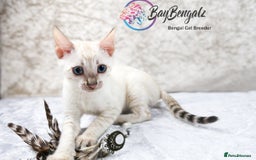 Bengal cats for sale: Champion line Superb Bengal Kittens  - Image 25