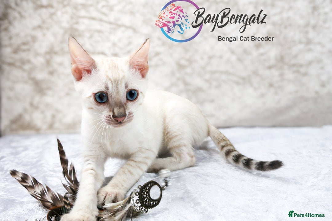 Bengal cats for sale: Champion line Superb Bengal Kittens  - Image 25