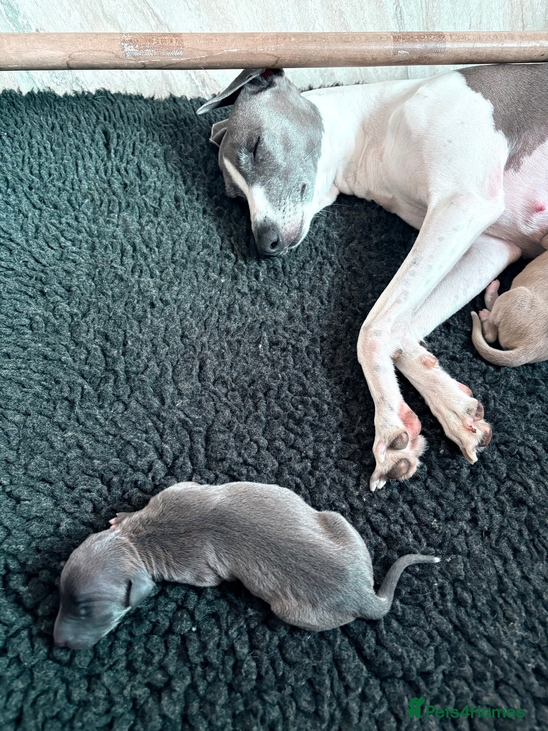 Italian Greyhound dogs for sale: 7/8 Italian Greyhound, 1/8 Whippet Puppies - Image 22