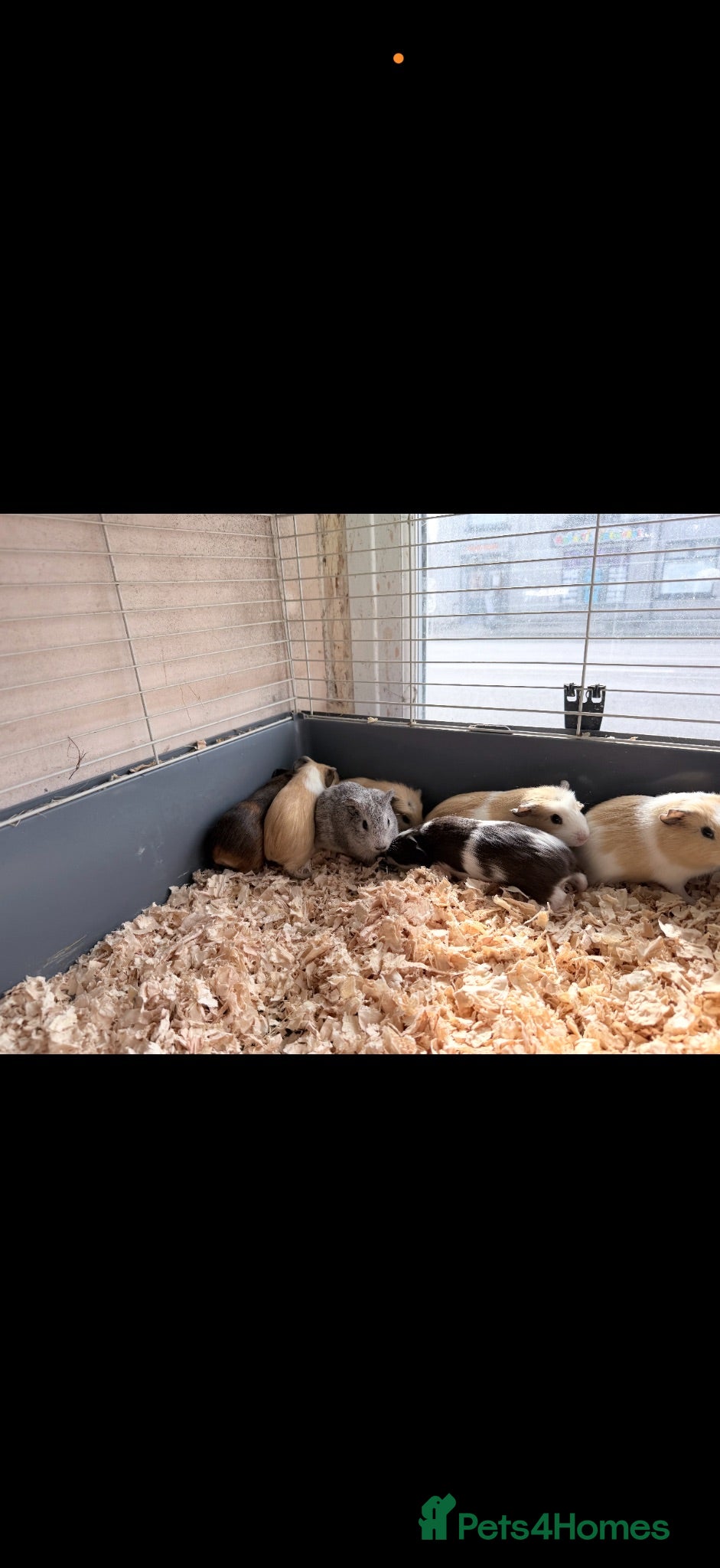 Guinea Pig rodents Guineapigs for sale - Advert 1