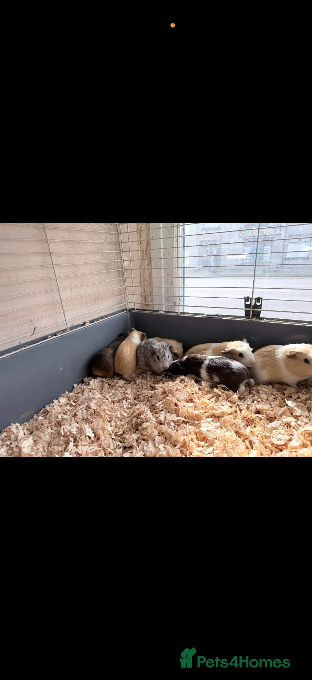 Guinea Pig rodents for sale: Guineapigs for sale - Advert 1