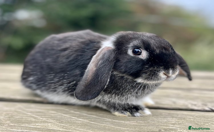 Dutch rabbits - Advert 5