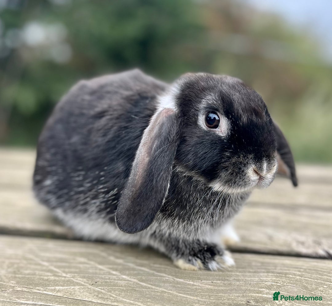 Dutch rabbits for sale: 2 Beautiful boys  - Image 1