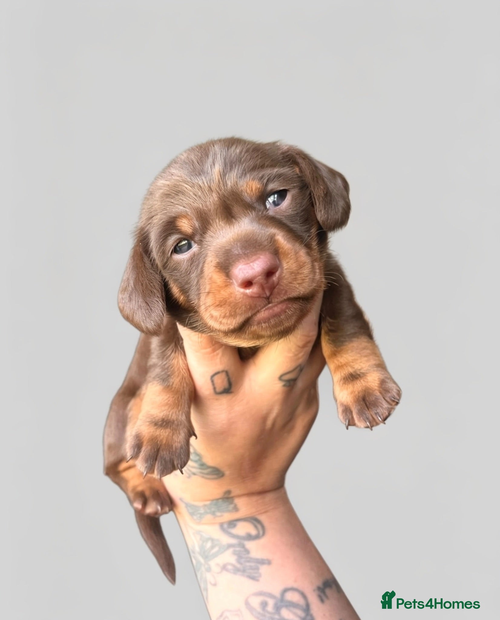 Miniature Dachshund dogs Beautiful kc miniature dachshund puppies - Advert 17