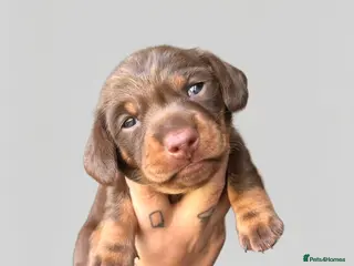 Miniature Dachshund dogs Beautiful kc miniature dachshund puppies - Advert 17