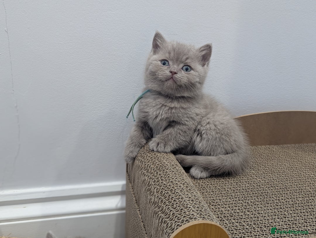 British Shorthair cats for sale: 6 beautiful rare FAWN British Shorthair Kittens ✨ - Advert 11