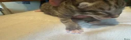 Mixed Breed cats for sale: 5 Cute kittens 🐈 - Advert 3