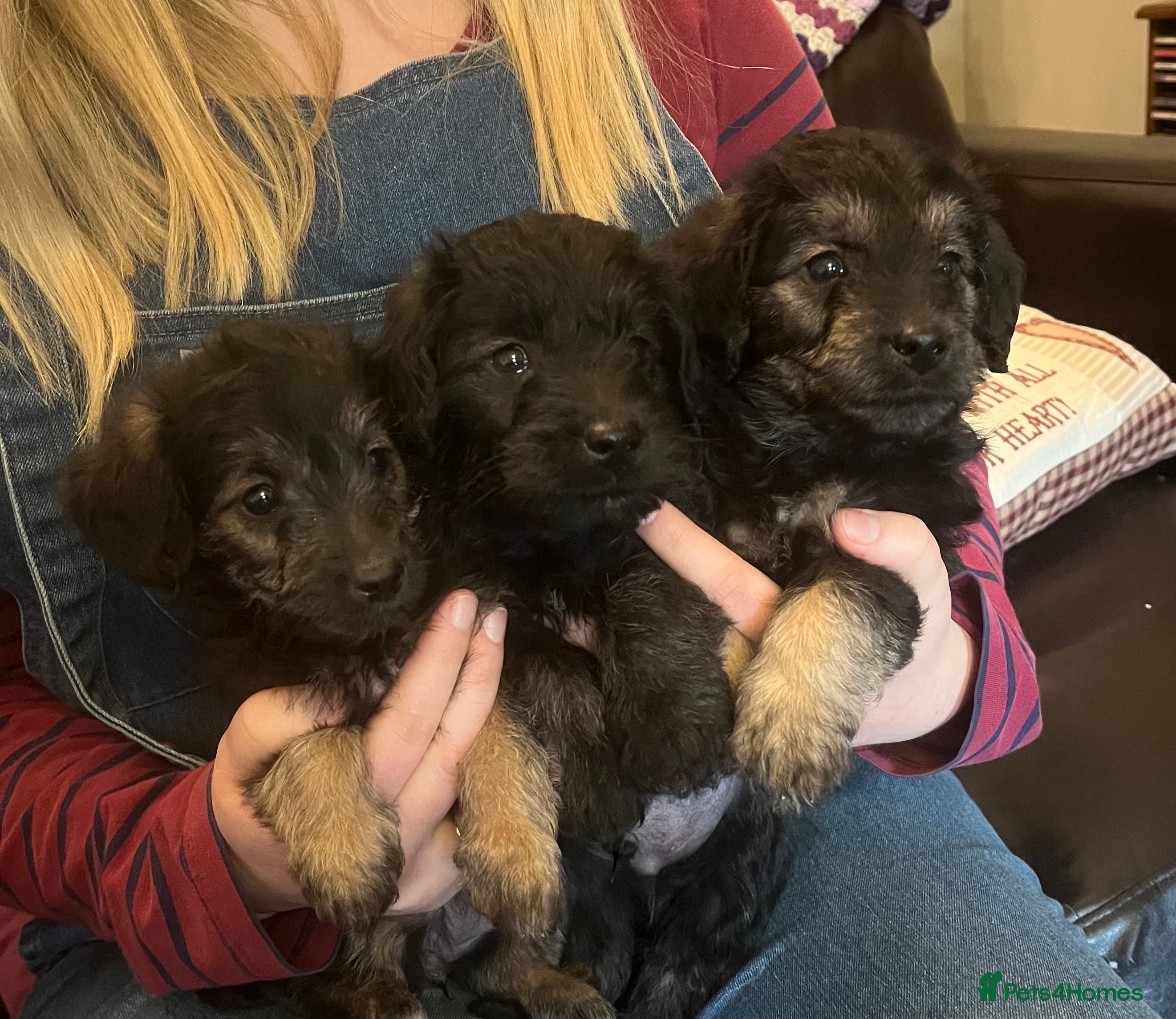 Jackapoo dogs JACKAPOO Puppies, DNA health screened - Advert 1