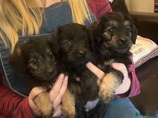 Jackapoo dogs JACKAPOO Puppies, DNA health screened - Advert 2