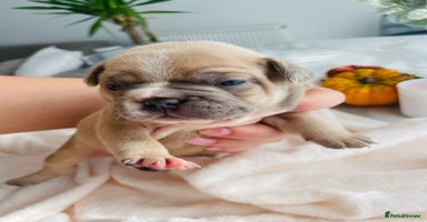 French Bulldog dogs - Advert 9