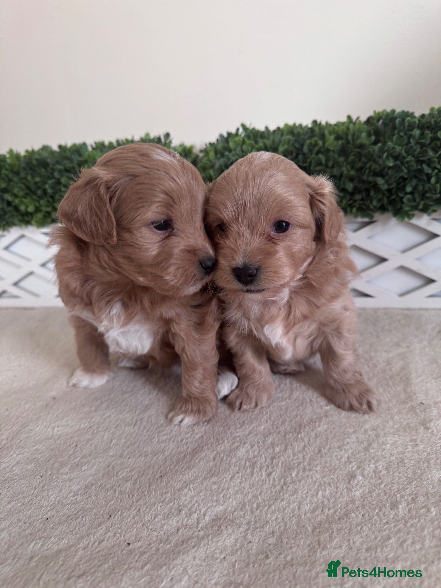 Maltipoo dogs for sale: Tiny teddy Maltipoo - Advert 1