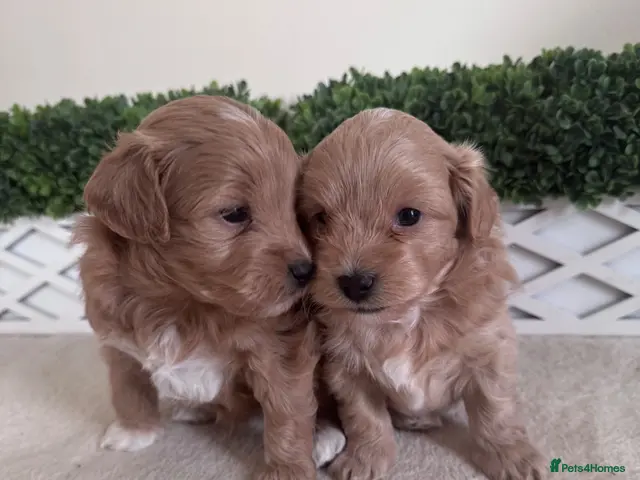 Maltipoo dogs for sale: Tiny teddy Maltipoo - Advert 1