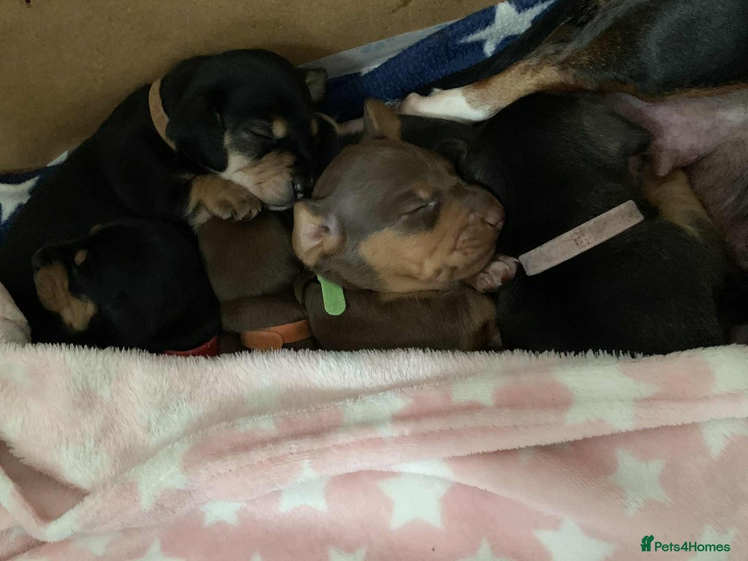 Miniature Dachshund dogs for sale: Miniature Dachshund's   - Advert 11