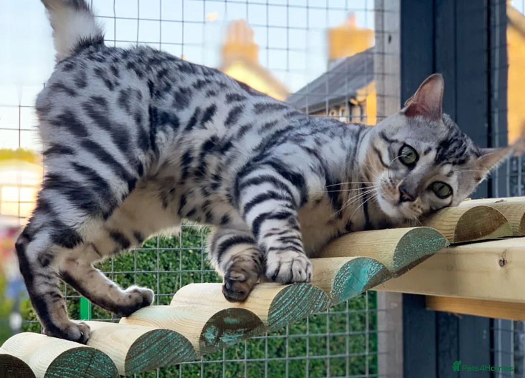 Bengal cats for sale: Beautiful big Silver spotted Bengal boy (ex stud) - Advert 2