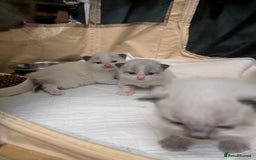 Ragdoll cats for sale: ragdoll kittens (only 1 boy left main picture) - Image 5