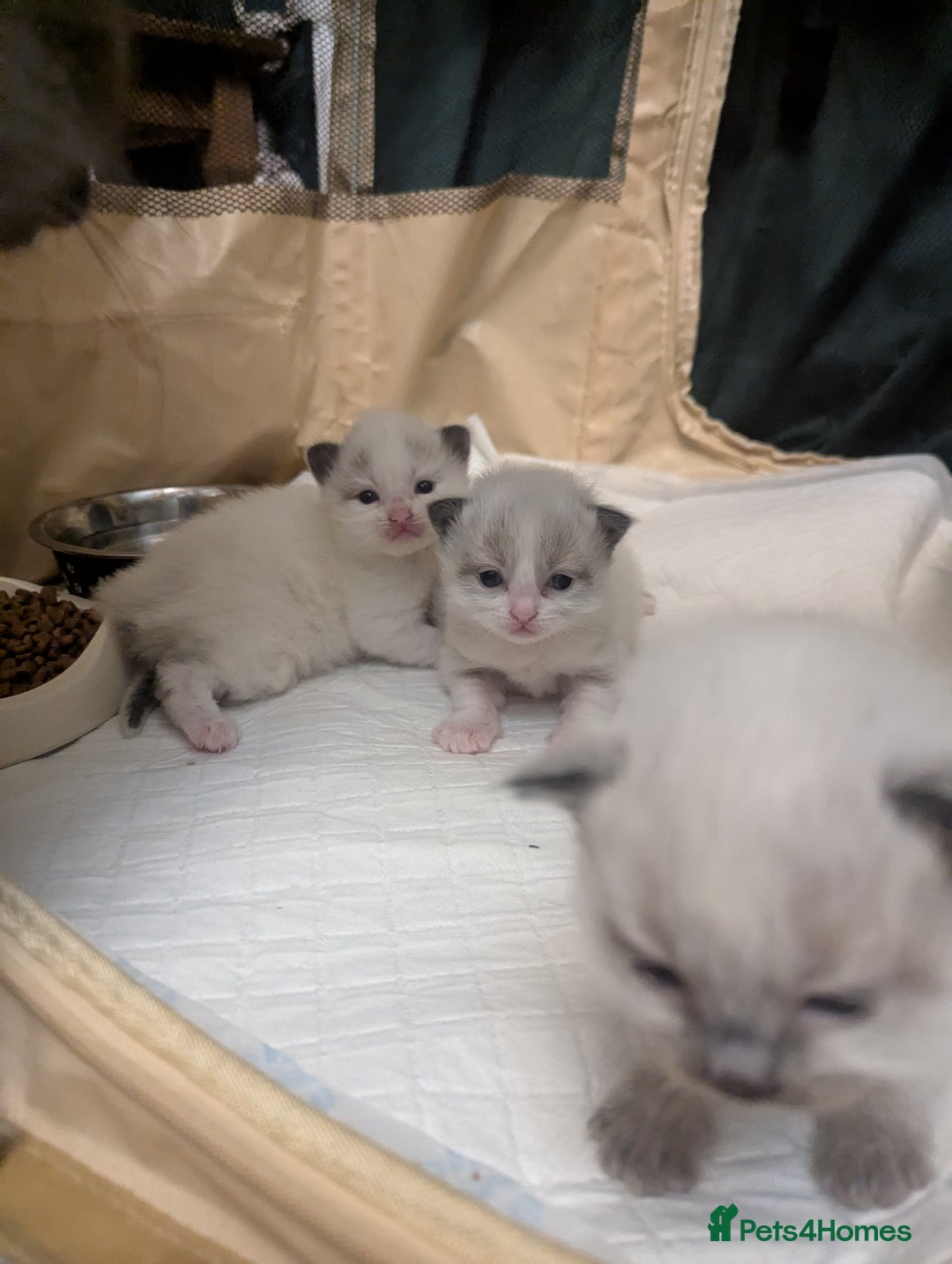 Ragdoll cats for sale: ragdoll kittens (only 1 boy left main picture) - Image 5