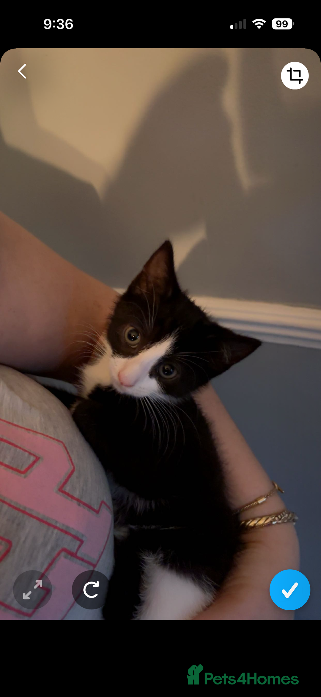 Mixed Breed cats for sale: READY NOW FOR THERE FOREVER HOMES - Image 11