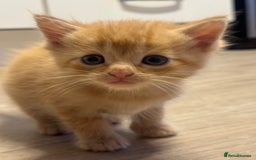Ragdoll cats for sale: Rag doll - Image 7