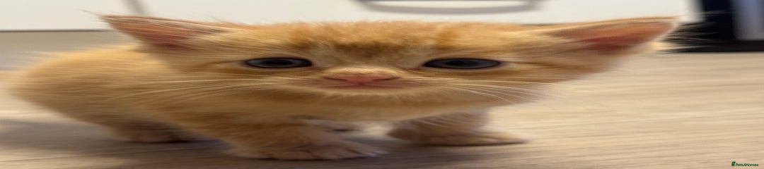 Ragdoll Kitten 2