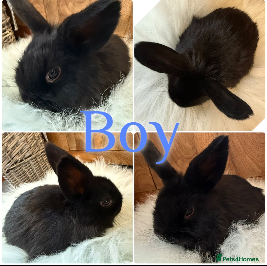Mini Lop rabbits for sale: Baby Mini Lop Rabbits For Sale Ready to Go 8 Weeks - Advert 3