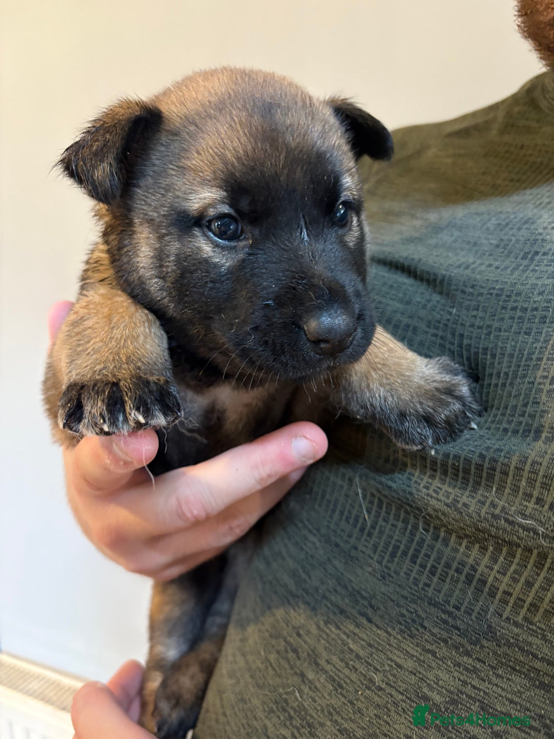 Mixed Breed dogs for sale: Siberian husky cross belgian malinois - Image 3