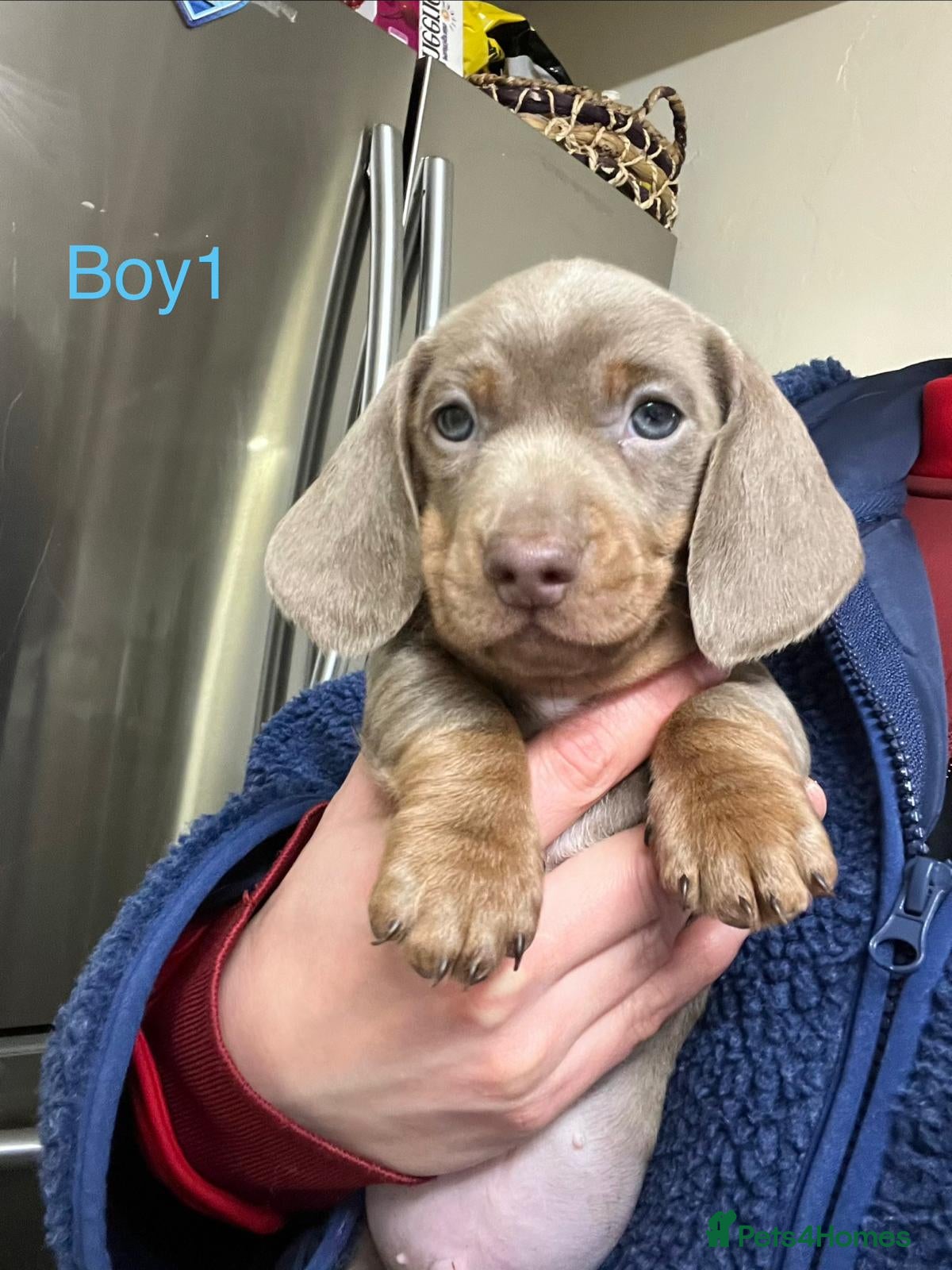 Miniature Dachshund dogs ❤️ READY TO LEAVE NOW ❤️ - Advert 3