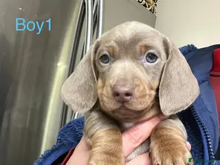 Miniature Dachshund dogs ❤️ READY TO LEAVE NOW ❤️ - Advert 3